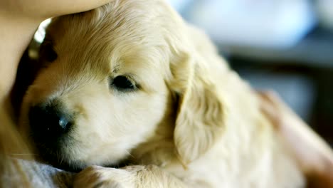 Porträt-eines-Mädchens-hält-eine-süße-golden-Retriever-Welpe.