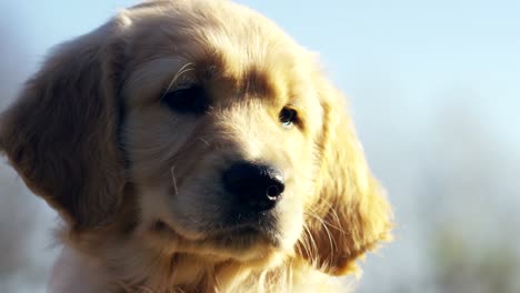 Wunderschöne-golden-Retriever-Welpe