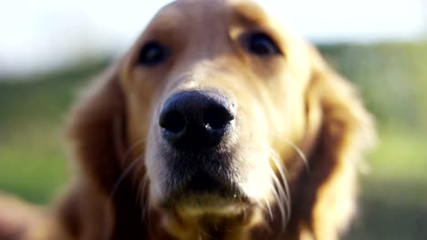 Porträt-eines-schönen-Golden-Retriever-Hund