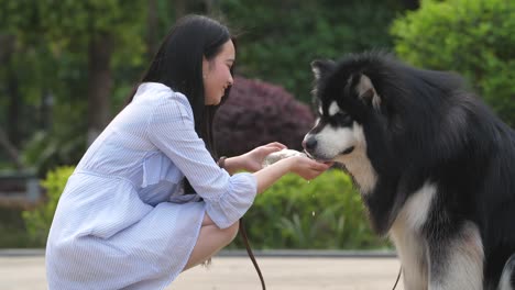 Happy-young-asian-woman-feeding-water-to-dog-alaskan-malamute-outdoor,4k