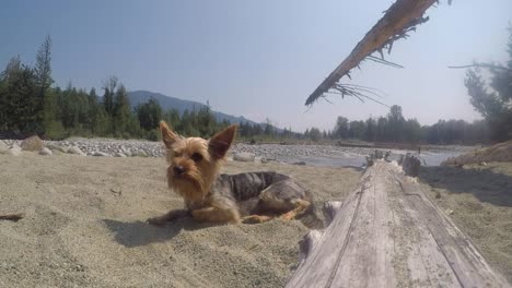 Yorkshire-Terrier-Yorkie-entspannend-am-Strand-am-Fluss