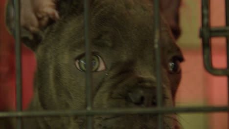 Great-close-up-of-a-cute-French-Bulldog-puppy-inside-a-cage