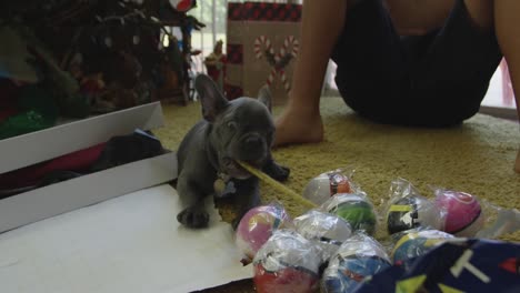 Slow-motion-of-French-bulldog-puppy-playing-with-stick-on-Christmas-day