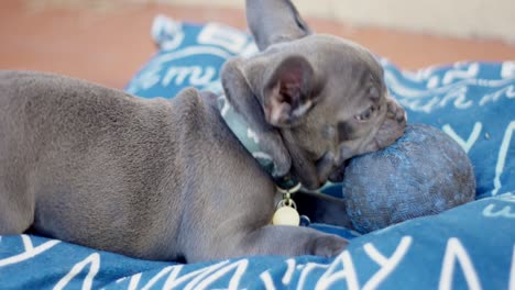 Slow-motion-of-a-French-Bulldog-puppy-biting-a-ball-while-laying-on-a-big-pillow