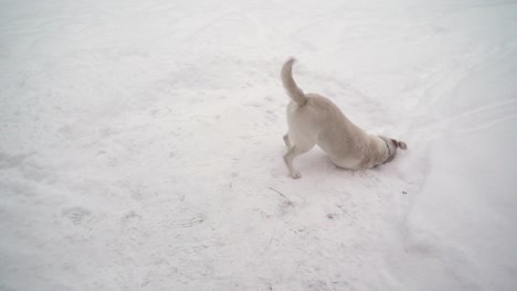 Un-perro-Labrador-Retriever-blanco-jugando-en-la-nieve