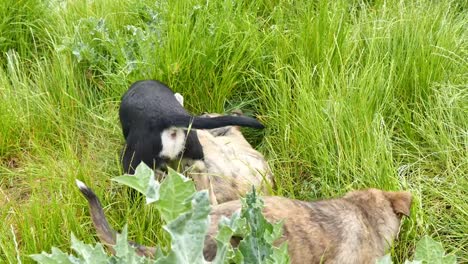 kleine-süße-Hunde-spielen-mit-einander-kleine-süße-Hunde-niedlich-kleinen-Bruder-Hunde