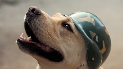 Beautiful-adult-golden-labrador-dog-in-military-helmet.-Doggy-smiling.-He's-feeling-hot-at-summer.-Trained-war-dog-Slow-motion.