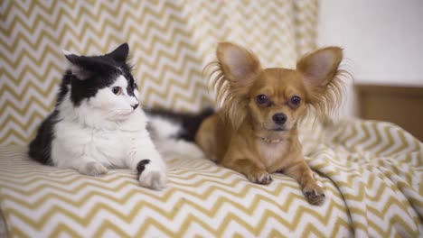 Perros-y-gatos.-Chihuahua-perro-y-gato-mullido-la-mentira-en-el-sofá-en-casa