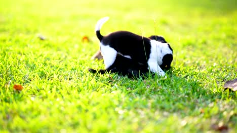 Hündchen-oder-kleinen-Hund-spielen-auf-Rasen-Wiese-auf-Sonnenlicht-des-Tages-abgelegt.-Licht-der-Sonne-Durchgang-grüne-Gras-ist-Schönheit.-Schwarz-und-weiß-Fell-Körper-des-Hundes.