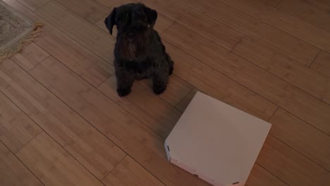 El-perro-está-sentado-junto-a-la-caja-de-la-pizza-en-el-piso