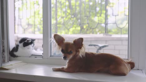 Katze-und-Hund.-Chihuahua-Hund-und-flauschige-Katze-auf-der-Fensterbank-im-Haus