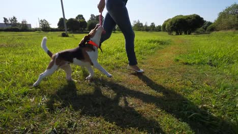 Beagle-dog-play-with-owner,-run-and-catch-toy