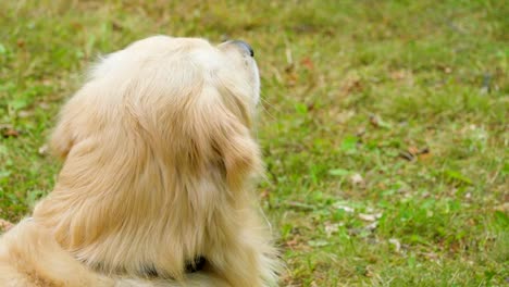 Die-pelzigen-weißer-Golden-Retriever-Hund-Verlegung-auf-dem-Rasen