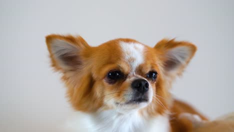 Cute-chihuahua-dog-isolated-on-white-background