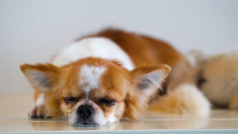 Cute-chihuahua-dog-isolated-on-white-background