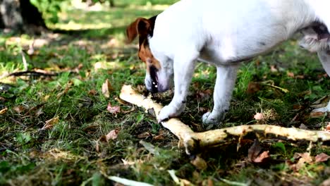 Jack-Russell-Kampf-mit-Stock