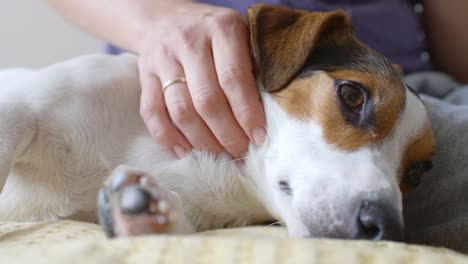 Woman-petting-her-dog