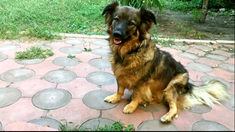 Shaggy-amusing-dog-mongrel-sits-in-the-backyard.