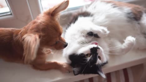 Perros-y-gatos.-Chihuahua-perro-y-gato-mullido-en-el-alféizar-de-la-ventana-en-página-de-inicio