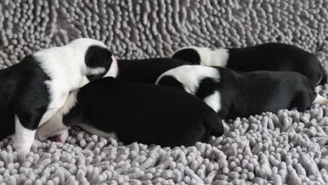 Newborn--Border-Collie-puppy-together-close-up