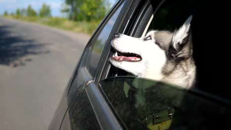 Close-up-of-beautiful-siberian-husky-dog-looking-out-from-the-window-of-moving-car-at-sunny-day.-Domestic-animal-sticks-her-head-out-of-automobile-to-enjoying-the-wind-and-watching-to-nature.