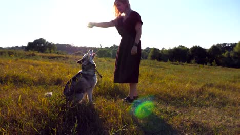 Profile-of-young-girl-with-blonde-hair-holding-in-hands-a-plastic-bottle-while-siberian-husky-dog-biting-and-pulling-her-at-meadow.-Happy-woman-spending-time-together-with-pet-at-field-during-sunset.