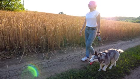 Perfil-de-joven-en-gafas-de-sol-va-con-su-husky-siberiano-por-carretera-cerca-de-campo-de-trigo-en-puesta-de-sol.-Propietario-mujer-camina-con-su-perro-hermoso-con-correa-a-lo-largo-de-la-ruta-cerca-de-Prado.-Vista-de-cerca