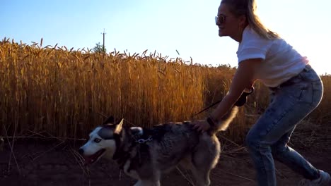 Dolly-shot-of-young-girl-playing-and-caress-her-siberian-husky-on-road-near-wheat-field.-Woman-jogging-with-her-cute-dog-on-leash-along-path-near-meadow.-Female-owner-spend-time-with-her-pet-outdoor
