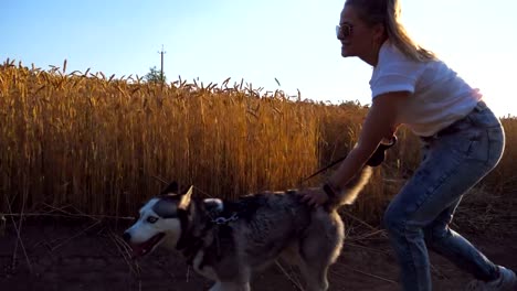 Dolly-shot-de-niña-jugar-y-acariciar-a-su-perro-esquimal-siberiano-en-carretera-cerca-de-campo-de-trigo.-Mujer-de-trotar-con-su-lindo-perro-con-correa-a-lo-largo-de-la-ruta-cerca-de-Prado.-Propietario-hembra-pasar-tiempo-con-su-mascota-al-aire-libre