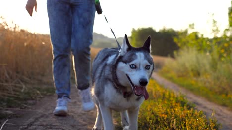 Nahaufnahme-des-Siberian-Husky-Hund-zieht-die-Leine-beim-gehen-entlang-der-Straße-in-der-Nähe-von-Weizenfeld.-Füße-von-jungen-Mädchen-geht-entlang-des-Weges-in-der-Nähe-von-Wiese-mit-ihren-niedlichen-Haustier.-Verschwommene-Natur-im-Hintergrund.