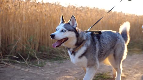 Cute-siberian-husky-walking-in-front-of-her-female-owner-along-trail-near-wheat-field.-Feet-of-young-girl-going-with-her-cute-dog-on-leash-along-road-near-meadow-at-sunset.-Low-angle-view-Close-up