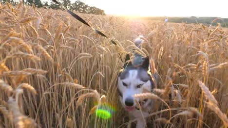 POV-of-owner-pulling-her-siberian-husky-dog-on-leash-through-tall-spikelets-at-meadow-on-sunset.-Young-domestic-animal-jogging-on-golden-wheat-field.-Summer-nature-landscape-at-background.-Close-up