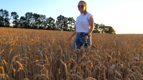 Profile-of-young-girl-in-sunglasses-walking-with-her-siberian-husky-on-leash-across-golden-spikelets-at-meadow-on-sunset.-Beautiful-woman-with-blonde-hair-spending-time-with-her-dog-at-wheat-field.