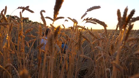 Movement-through-golden-ripe-stalks-of-wheat-to-the-young-girl-which-playing-with-her-dog-on-the-field-at-sunset.-Happy-woman-with-blonde-hair-resting-with-her-pet-among-golden-spikelets.-POV-Close-up