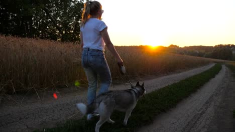 Follow-to-young-girl-holding-golden-wheat-stalks-in-hand-and-walking-with-her-siberian-husky-along-road-near-wheat-field.-Female-owner-going-with-cute-dog-on-leash-along-trail-near-meadow-at-sunset