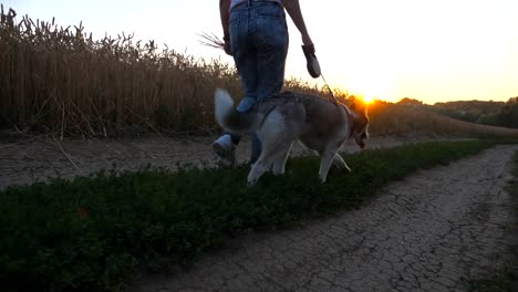 Chica-joven-con-trigo-de-oro-los-tallos-en-la-mano-y-caminando-con-su-husky-siberiano-por-carretera-cerca-de-campo-de-trigo.-Pies-de-mujer-dueño-va-por-el-camino-cerca-de-Prado-con-lindo-perro.-Vista-de-ángulo-bajo