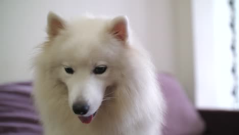 Retrato-de-perro-samoyedo-adulto