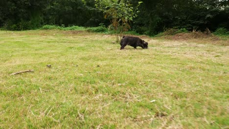 Schwarz-Französisch-Bulldogge-Welpen-spielen-im-Freien,-4k