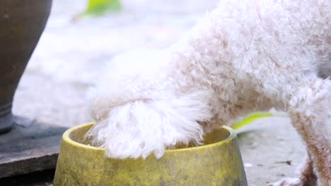 Perro-comiendo-en-un-bol.