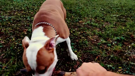 Dog-playing-tug-of-war-with-his-owner