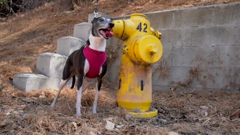 slow-motion-italian-greyhound-dog-panting-by-outdoor-fire-hydrant