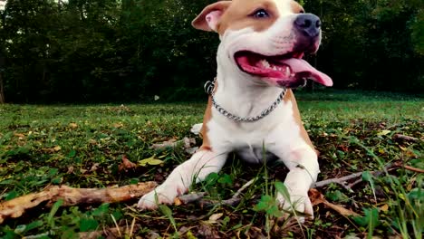 Happy-dog-lying-on-the-grass-and-breathing