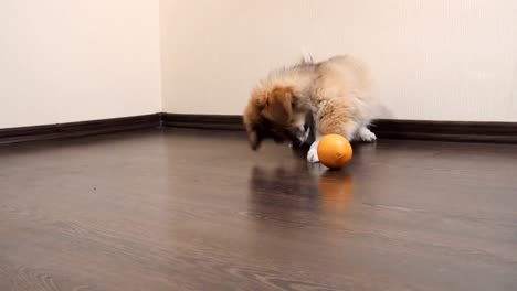 Young-corgi-dog-puppy-playing-with-the-orange-fruit-indoors