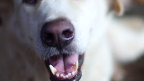 close-up-face-of-white--dog