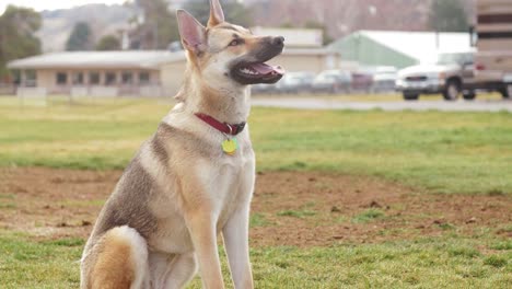 Beautiful-german-shepherd-puppy-obedience-training-at-park-in-mountains