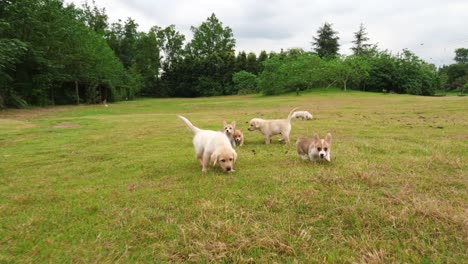 Group-of-lovely-puppy-playing-outdoor,4k