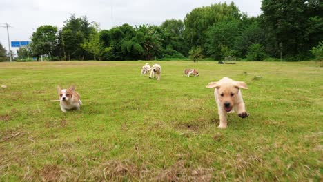 Gruppe-von-schönen-Welpen-Hunde-laufen-im-Freien,-4k