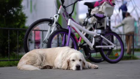 happy-life-of-pets---beautiful-well-groomed-thoroughbred-dog-resting-on-the-grass-in-the-courtyard-of-the-house