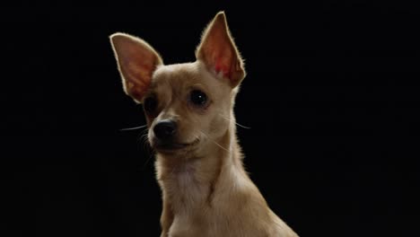 Adorable-Puppy-On-Black-Background-Chihuahua
