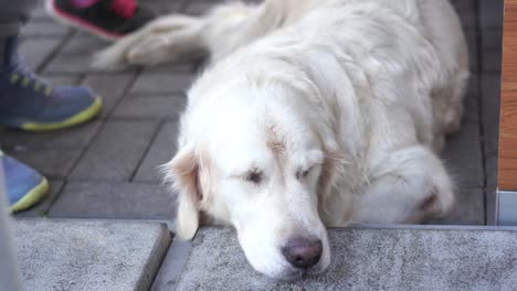 café-de-animales---el-perro-está-descansando-en-una-cafetería-esperando-a-los-anfitriones